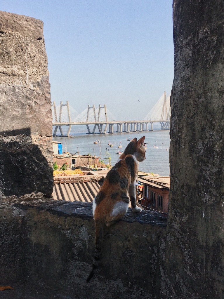 A Cat Sitting in Mumbai's Worli Fort with the Bandra-Worli Sea Link in the Background